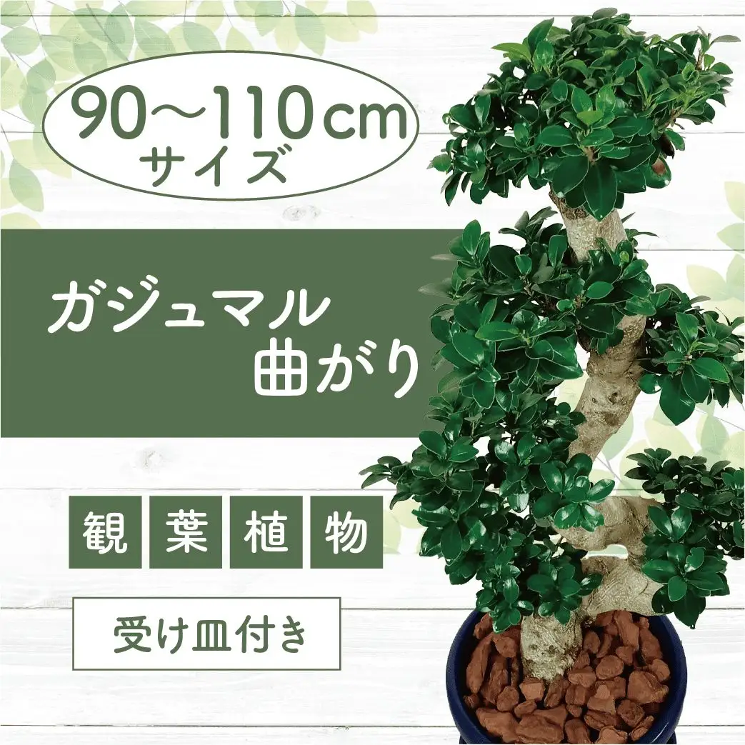 2026年4月下旬～発送【観葉植物】ガジュマル 曲がり 大鉢 T&P IB057-011 観葉植物 ※北海道・沖縄・離島配送不可