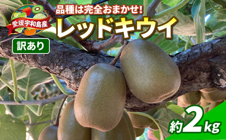 レッドキウイ 2kg 訳あり マル南フルーツ レッドキウイ  F010-106029
