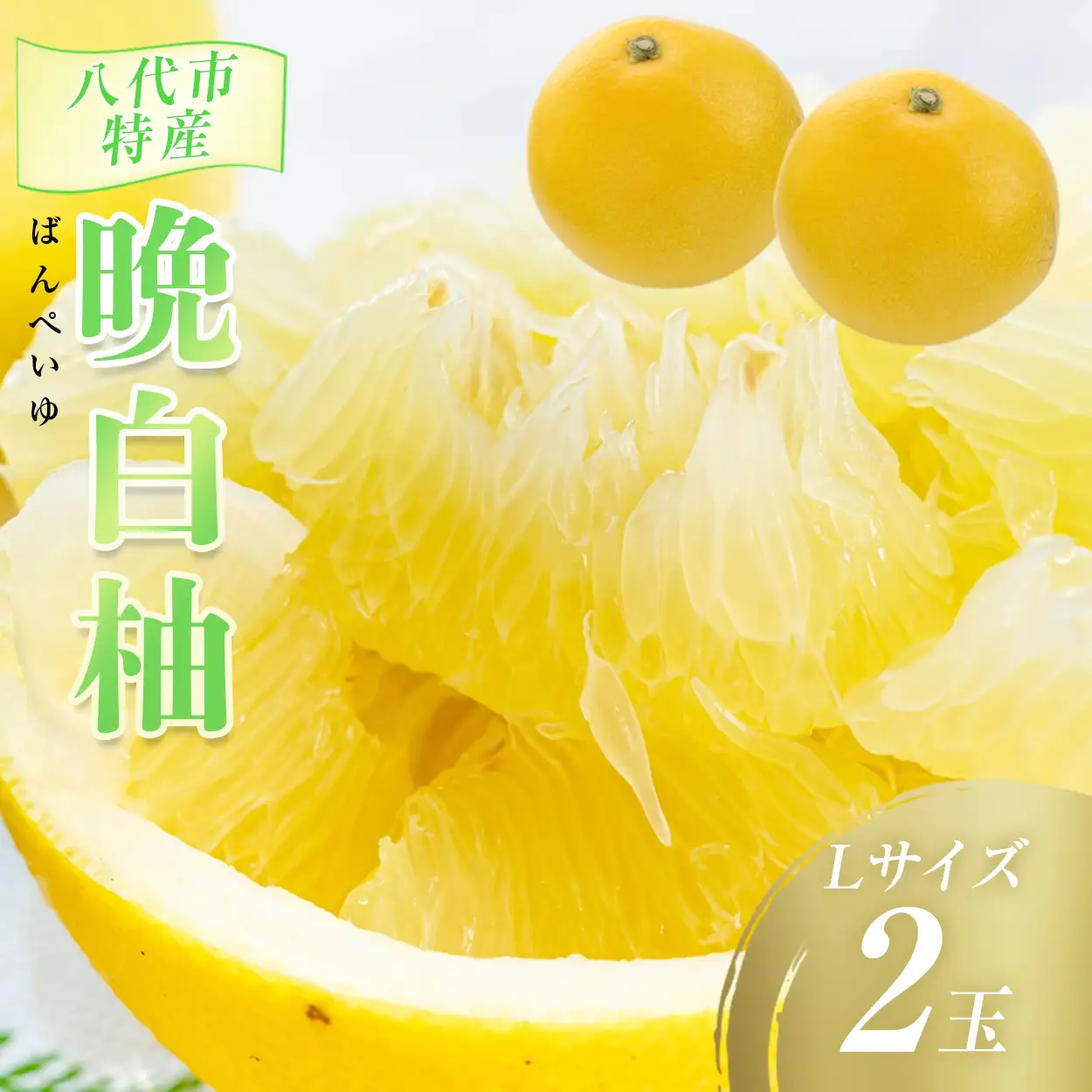【先行予約】数量限定　八代市特産　晩白柚　Lサイズ 2玉 ばんぺいゆ 柑橘 フルーツ 果物 果実 特産品 熊本県 八代市 【2026年12月上旬より順次発送】