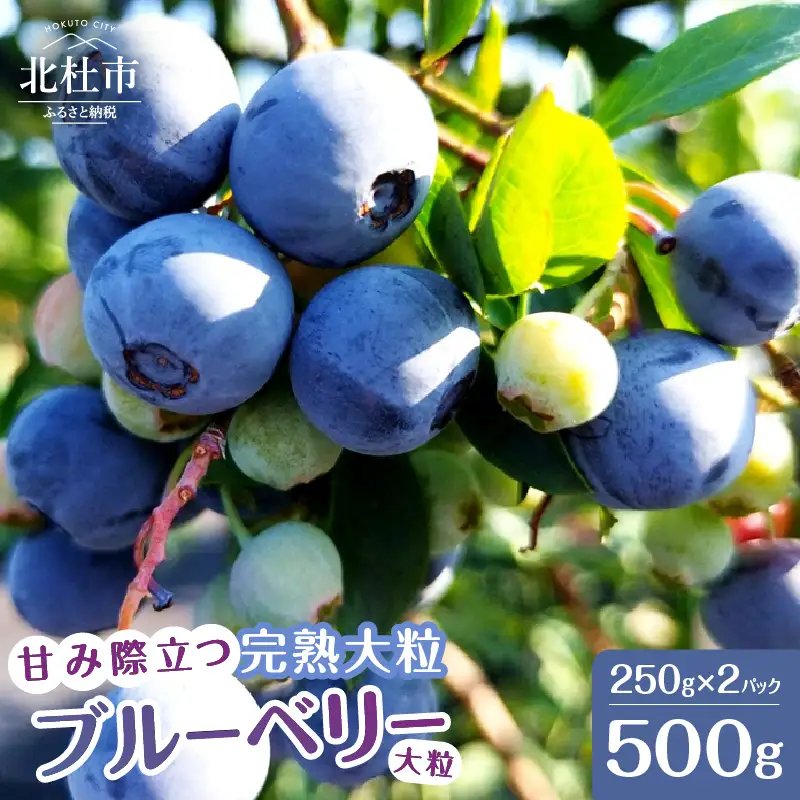 【2026年先行予約】甘み際立つ、完熟大粒ブルーベリー 500g（250g×2パック） ベリー [h186005]