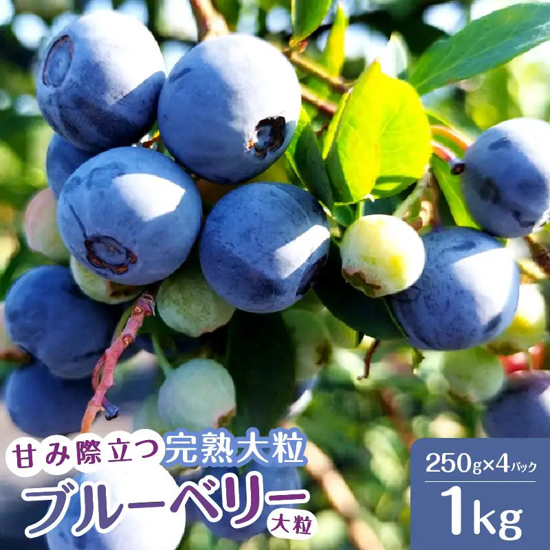 【2026年先行予約】甘み際立つ、完熟大粒ブルーベリー 1kg（250g×4パック） ベリー [h186006]