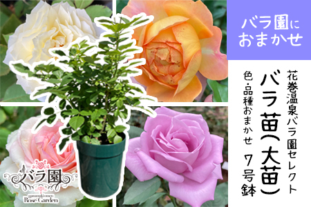 花巻温泉バラ園で育った「バラ大苗」7号サイズ -園長におまかせ-　【1659】
