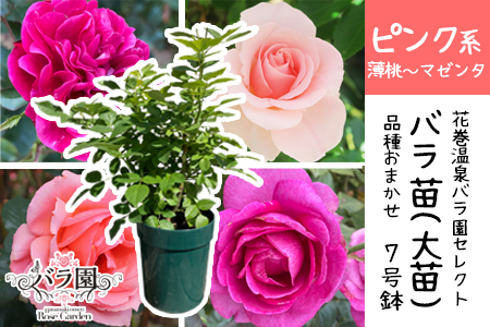 ＜色が選べる♪＞花巻温泉バラ園で育った「バラ大苗」7号サイズ -ピンク-　【1660】