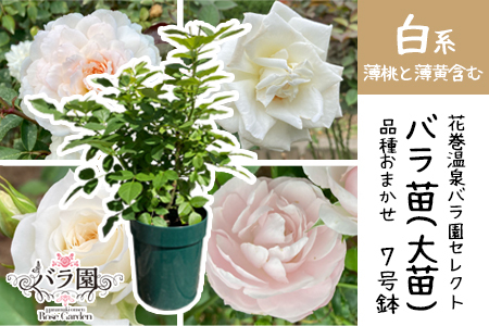 花巻温泉バラ園で育った「バラ大苗」7号サイズ -白-　【1662】