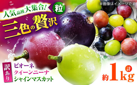 【先行予約】 訳あり ぶどう3種 食べ比べ 切り落とし 計約1kg  【合同会社 社方園】ぶどう詰め合わせ  セット 熊本 シャインマスカット ピオーネ クイーンニーナ [ZBZ009]