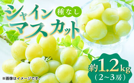【先行予約】シャインマスカット 約1.2kg（2から3房） ぶどう 種なし  熊本 くまもと 九州 皮ごと  【合同会社 福福堂】[ZCN006]