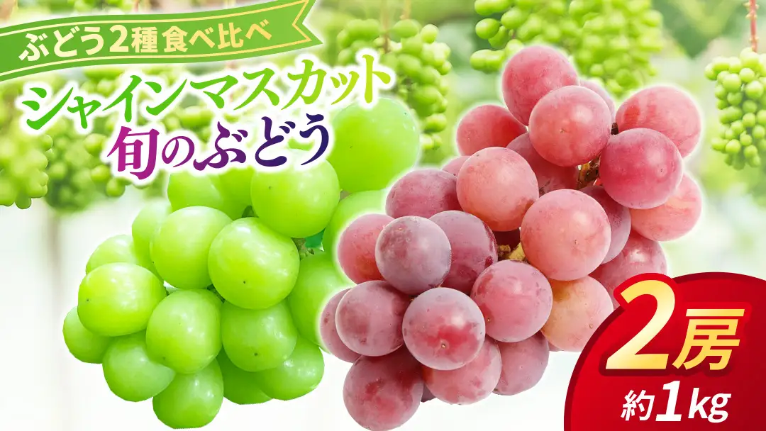 ぶどう食べ比べ 2房（約1kg）旬のぶどう＆シャインマスカット 【2026年9月下旬発送開始】 (DH005)