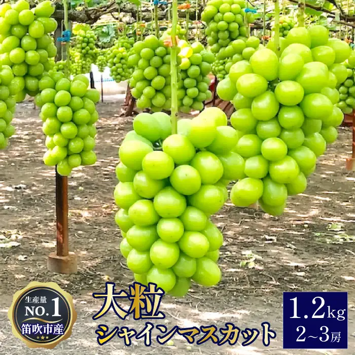 【2026年発送★先行予約】 笛吹市産シャインマスカット 約1.2kg 2～3房　103-001-26y
