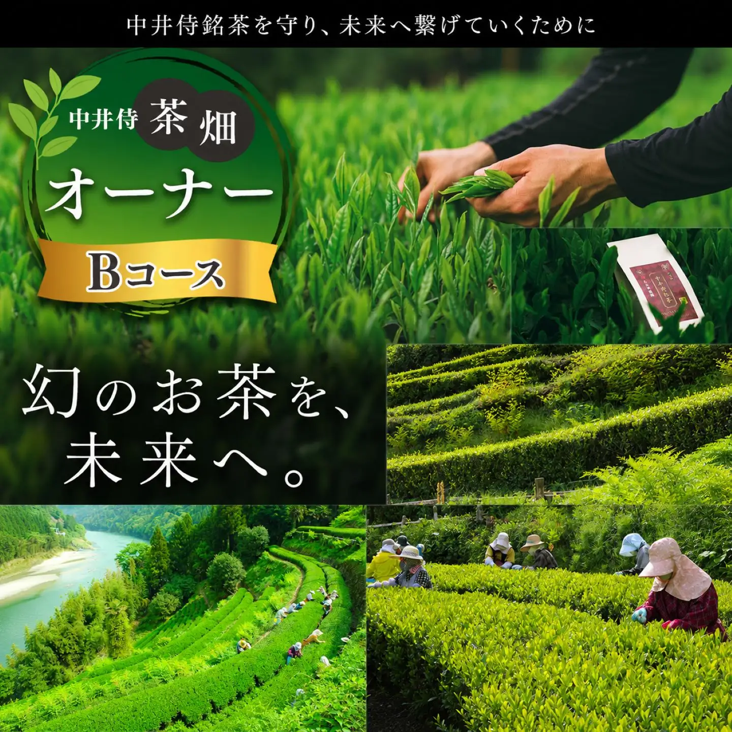 「未来の子供たちにこの美しい風景を残したい！」中井侍の茶畑オーナーBコース（5・11月）計2回お届け