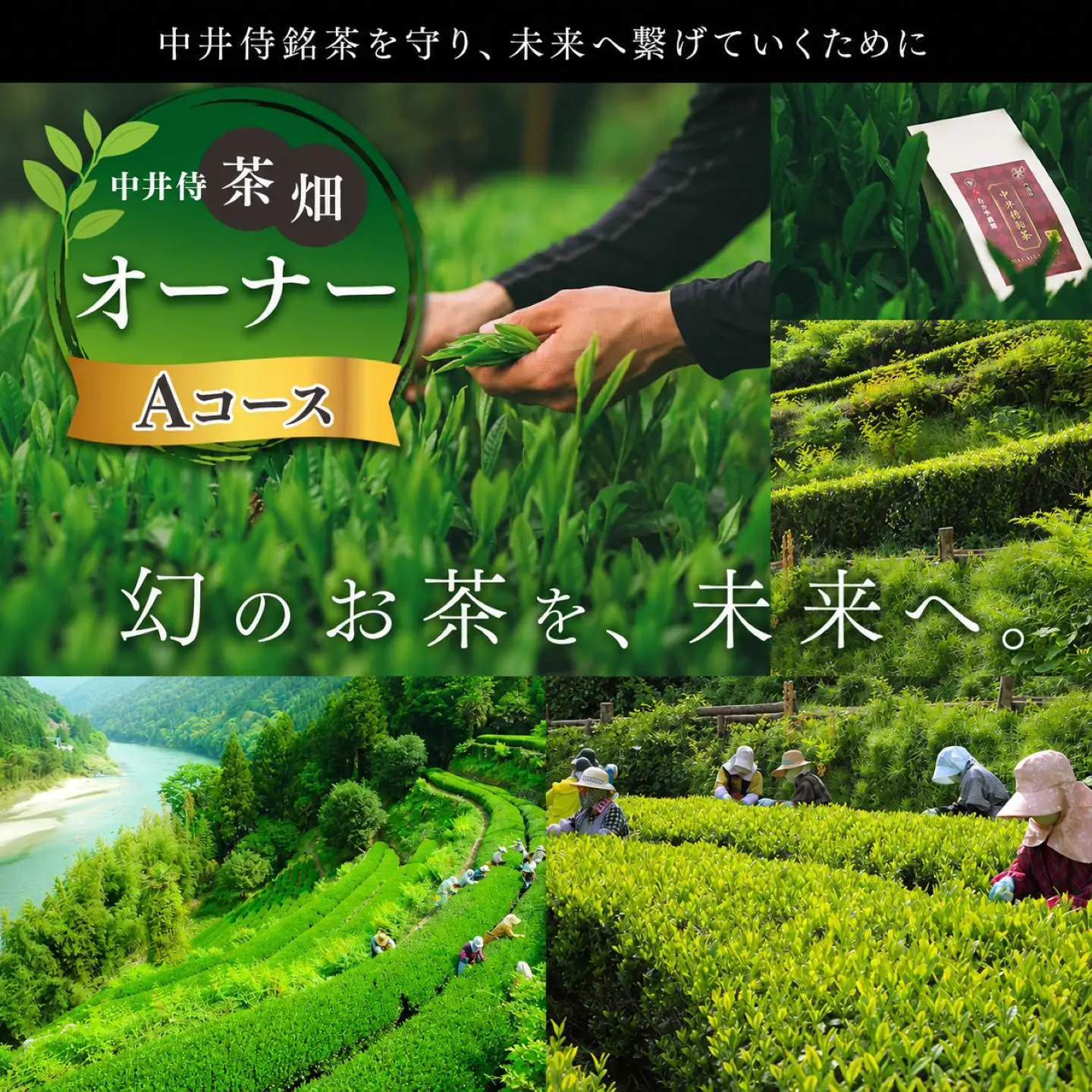 「未来の子供たちにこの美しい風景を残したい！」中井侍の茶畑オーナーAコース（2・5・8・11月）計4回お届け