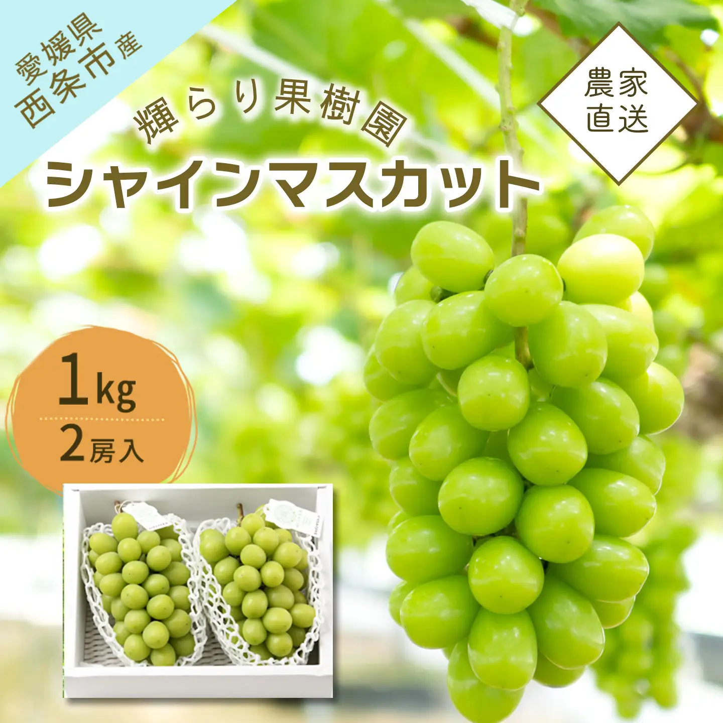 完熟シャインマスカット 1kg（2房）　シャインマスカット 秋ぶどう【9月発送】