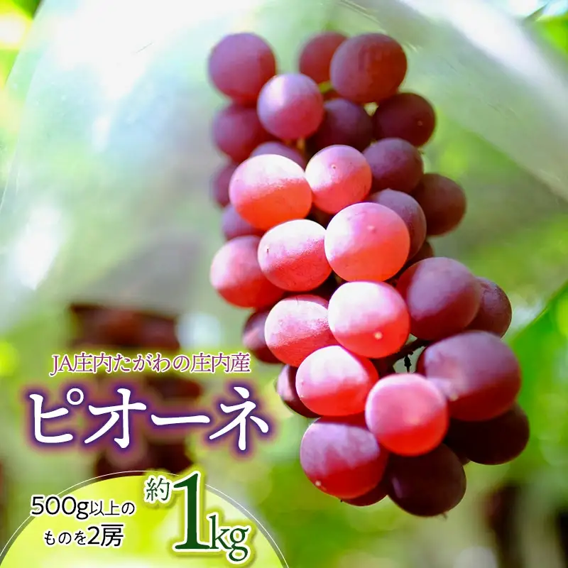 【令和8年産先行予約】JA庄内たがわの庄内産ぶどう ピオーネ 約1kg　K-830