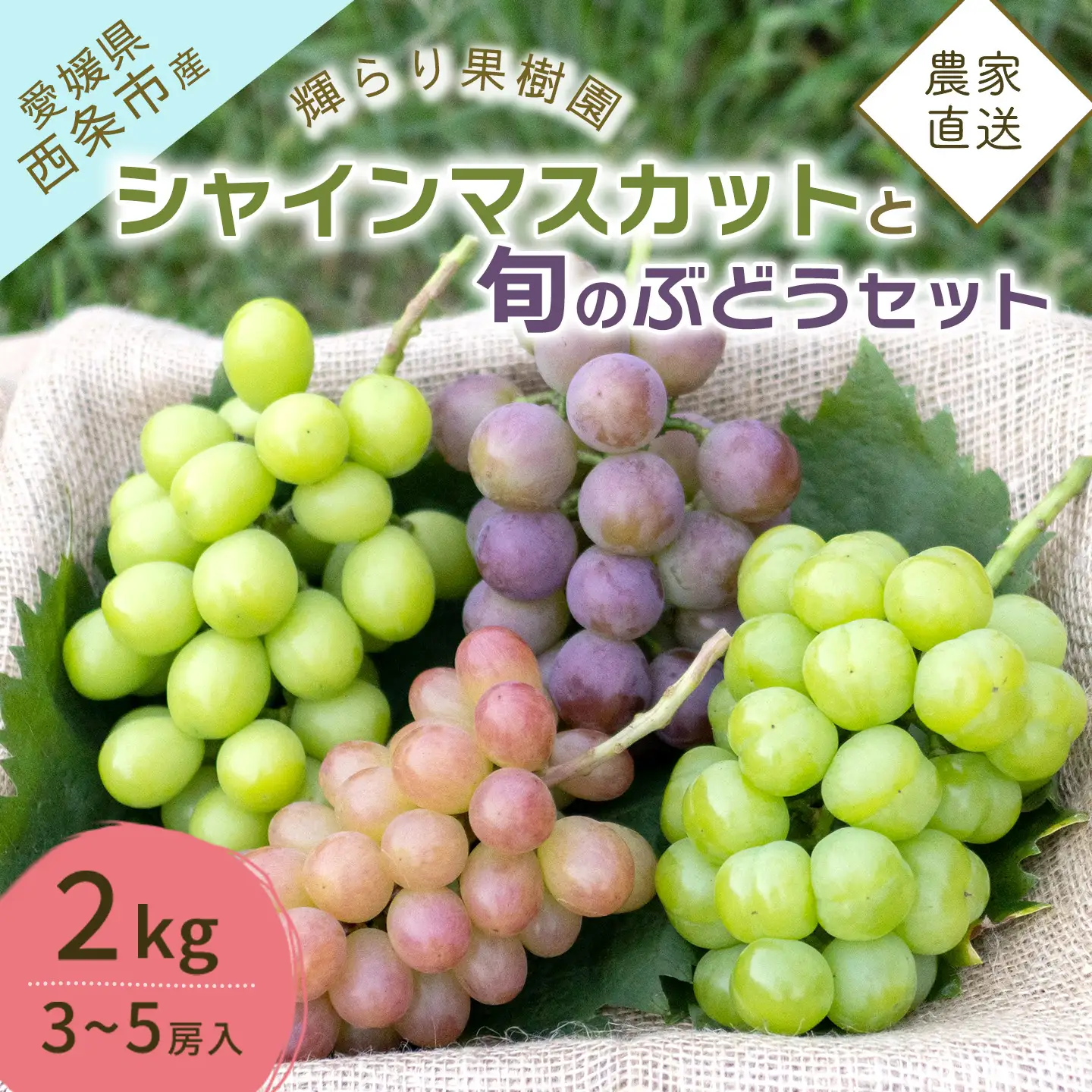 【先行予約】完熟ぶどう食べ比べセット シャインマスカットと旬ぶどう 2㎏（3～5房） 2026年9月発送　西条市 輝らり果樹園　秋ぶどう
