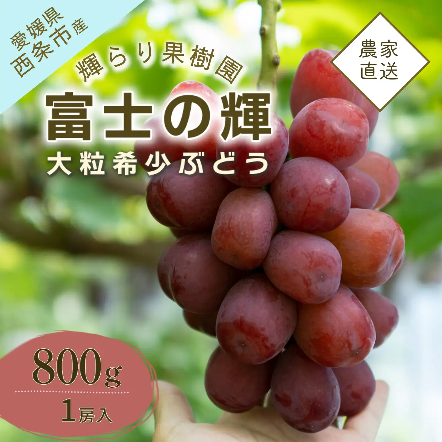ぶどう 富士の輝（ふじのかがやき）1房 約800g【9月発送】秋ぶどう
