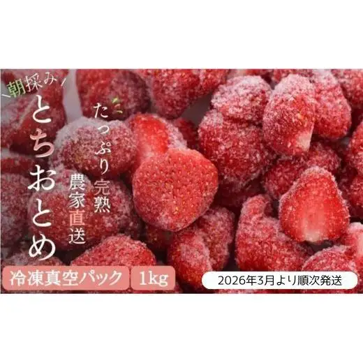 【訳あり/2026年3月より発送】完熟朝摘みとれたての冷凍いちご とちおとめ 約1kg ／ 農家直送 とちおとめ いちご 苺 イチゴ 完熟 冷凍 真空パック 果物 フルーツ 予約 先行予約 訳あり 訳アリ 茨城県 茨城 利根町 1kg
