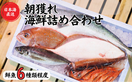 日本海直送 旬の鮮魚詰め合せ【魚種6種程度】鮮魚ボックス 魚のプロが選んだ厳選魚 新潟 糸魚川 能生漁港から朝獲れ新鮮な魚をお届け 生 (国産 天然 海鮮 お刺身 魚介類セット 鮮魚BOX 便利 簡単 お手軽 高級) 魚正 