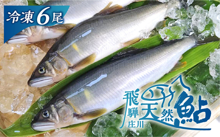 白川村産 飛騨庄川の天然鮎 6尾 18cm以上 鮎 天然 あゆ 魚 岐阜県 白川郷 世界遺産 塩焼き BBQ 15000円 [S510_6bi]
