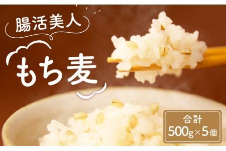 腸活美人 福井産六条大麦もち麦 5個セット [A-034003] 