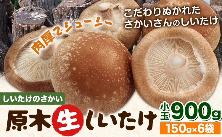 阿蘇・産山村産 原木生しいたけ 小玉900g(150g×6袋) 椎茸 しいたけ 生しいたけ しいたけのさかい 《6月中旬-11月下旬頃出荷》原木生しいたけ 贈答 ギフト お中元 お歳暮 熊本 阿蘇 産山村 送料無料 