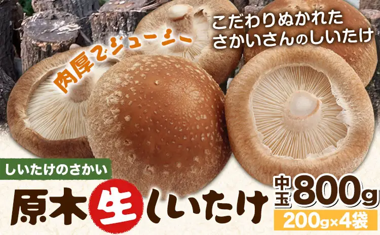 阿蘇・産山村産 原木生しいたけ 中玉800g(200g×4袋) 椎茸 しいたけ 生しいたけ しいたけのさかい《6月中旬-11月下旬頃出荷》原木生しいたけ 贈答 ギフト お中元 お歳暮 熊本 阿蘇 産山村 送料無料 