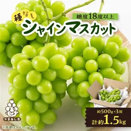 【2026年発送】山梨市産「シャインマスカット(種なし)」 約1.5kg (約500g×3房)_甘いシャインマスカット あまいシャインマスカット 美味しいシャインマスカット おいしいシャインマスカット 人気のシャインマスカット 瑞々しいシャインマスカット _【配送不可地域：離島・沖縄県】【1117303】