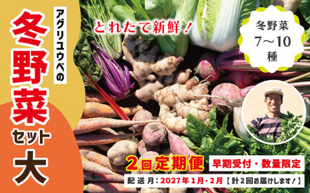【 2回定期便 早期受付 数量限定 】アグリユウベの冬野菜セット (大) とれたて 新鮮 農家直送 国産 野菜 野菜便 やさい 野菜 冬野菜 産地直送 国産 旬 高知県 四万十市 四万十 しまんと 定期便 【配送月：2027年1月・2月】26-985