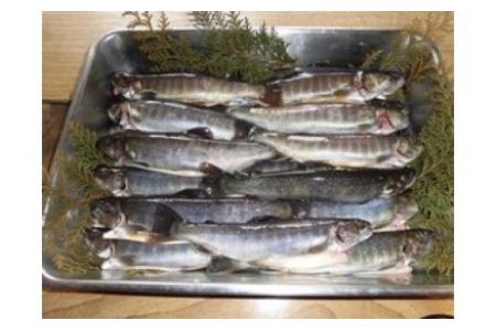 イワナ生き活〆（25～30尾入） 有限会社池田養魚場 滋賀県 東近江市 C-D12 イワナ 岩魚 川魚 魚 釣り 渓流 活魚 活〆 養殖 塩焼き 炭火焼き 燻製 骨酒 滋賀 鈴鹿山脈