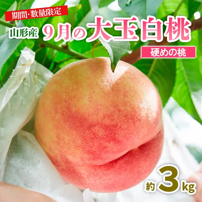 山形9月の白桃 [硬めの桃] 秀品 約3kg 【令和8年産先行予約】FU23-583 くだもの 果物 フルーツ 山形 山形県 山形市 2026年産
