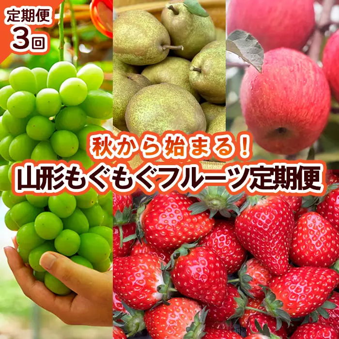 【定期便3回】秋から始まる！山形もぐもぐフルーツ定期便 【令和8年産先行予約】FU23-926 くだもの 果物 フルーツ 山形 山形県 山形市 2026年産