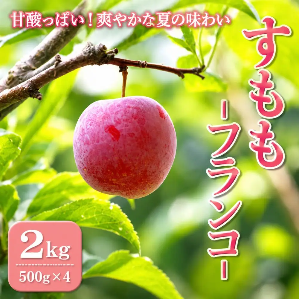 すもも フランコ 田辺市産すもも 2kg 【mtm003-1】