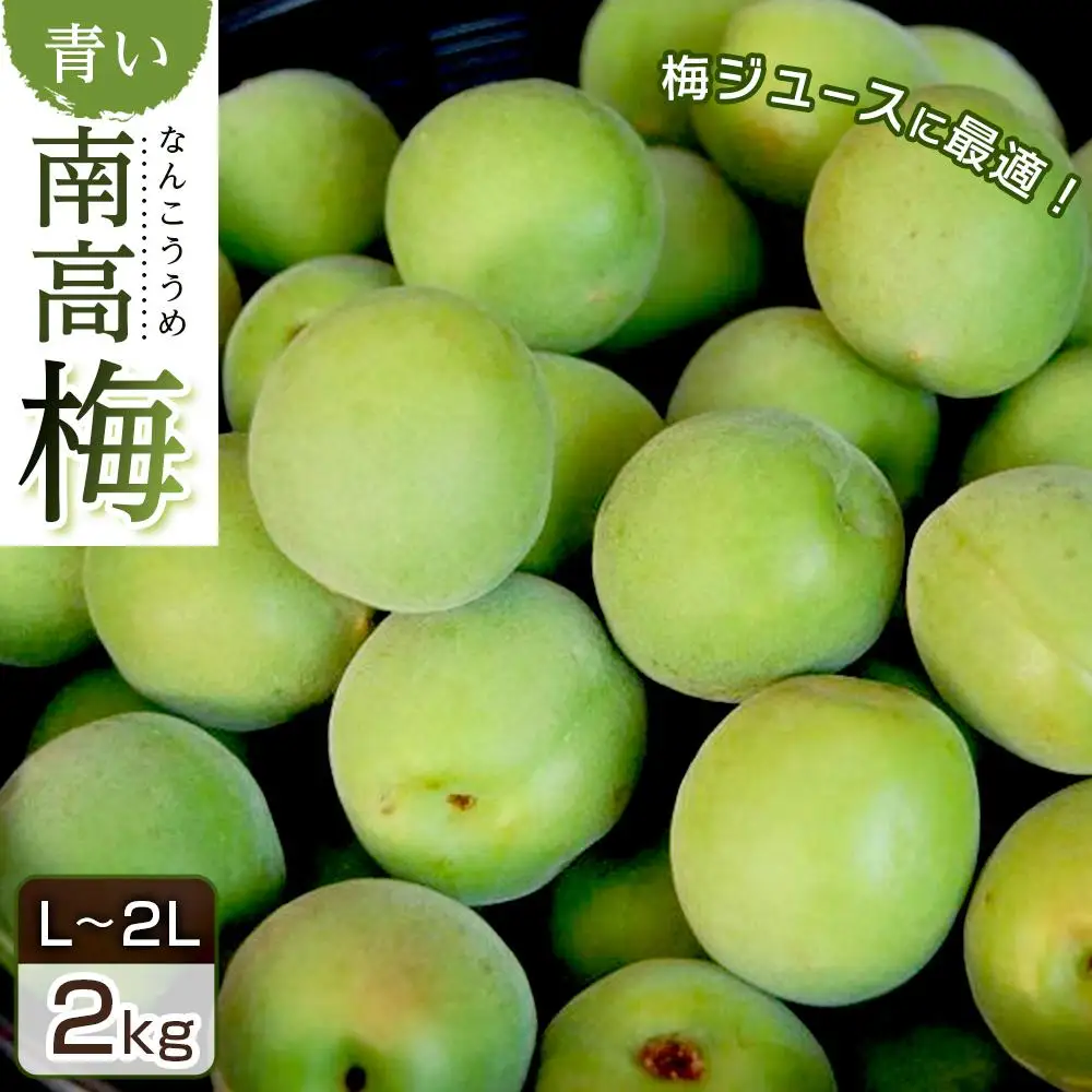 青い南高梅 2kg  L〜2L寸 紀州特産 梅酒 梅ジュースに最適！ 【先行予約：2026年6月1日以降順次発送】