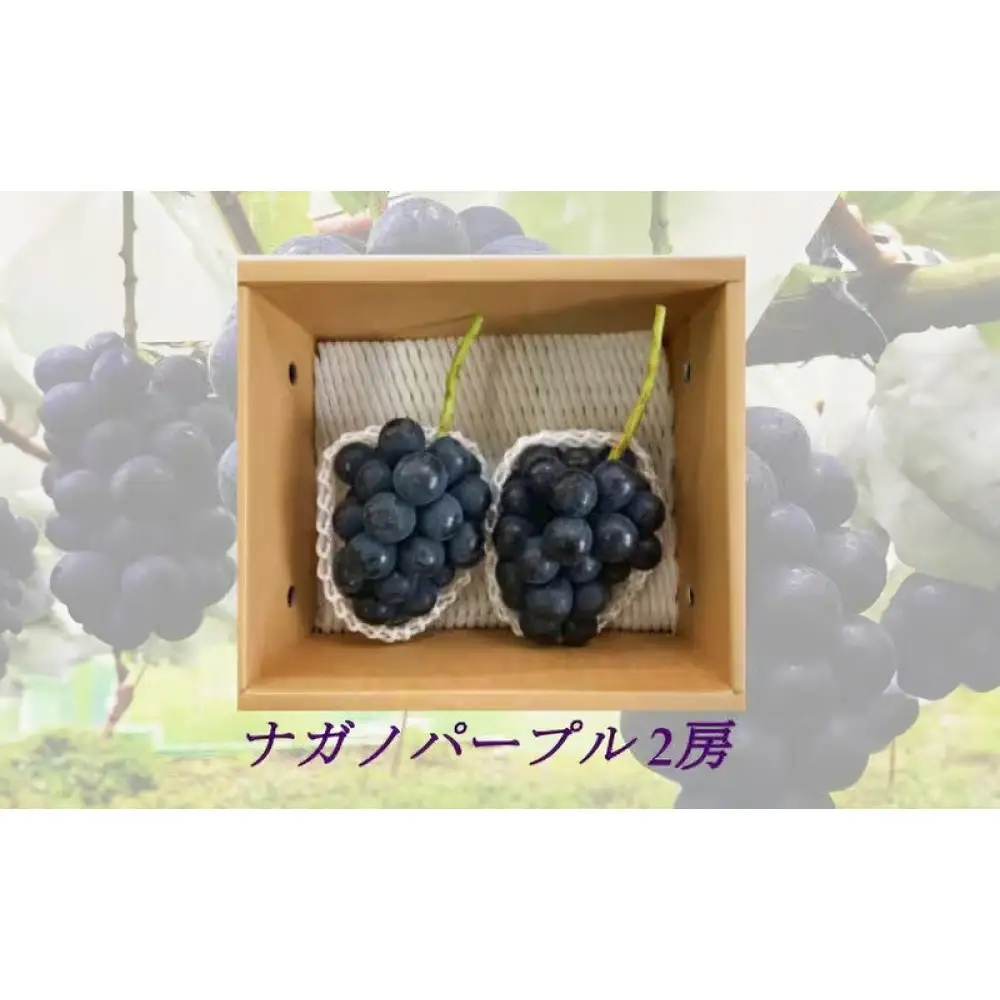 信州産ナガノパープル　2房（合計1kg以上）【大粒＆大房】（9月発送）