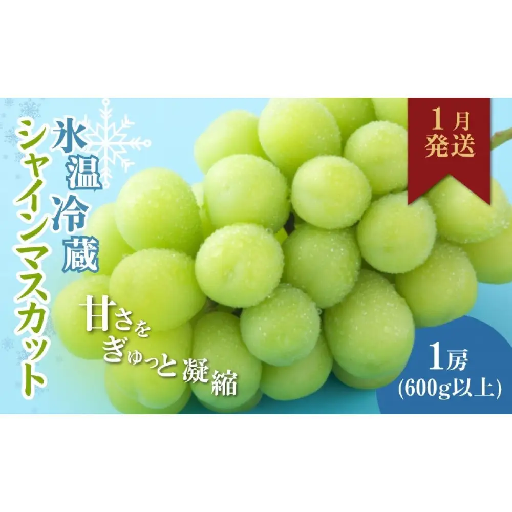 信州産シャインマスカット（1月発送）　冷蔵1房(600g以上)大粒&大房 | 果物 ぶどう シャインマスカット 産地直送