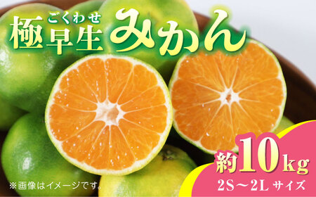 【先行予約】極早生みかん 約10kg　2S〜2Lサイズ　【くまふる】[ZBG054]