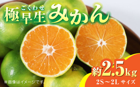 【先行予約】極早生みかん 約2.5kg　2S〜2Lサイズ　【くまふる】[ZBG056]