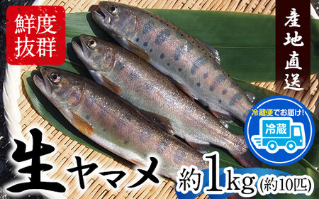 ヤマメ 1kg 山江村 ヤマメ生産組合 