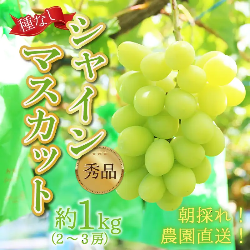 【先行予約】【種なし】【朝採れ】【秀品】上野梨園のシャインマスカット 農園直送【上野の葡萄】 / ぶどう フルーツ 果物 くだもの 贈答 お土産 種なし 旬 皮ごと食べる 　美容 ぶどう狩り 巨峰に負けない 爽やかな甘さ 大粒 新鮮 朝採れ 厳選※2026年9月上旬より順次発送 [aw077-a011]