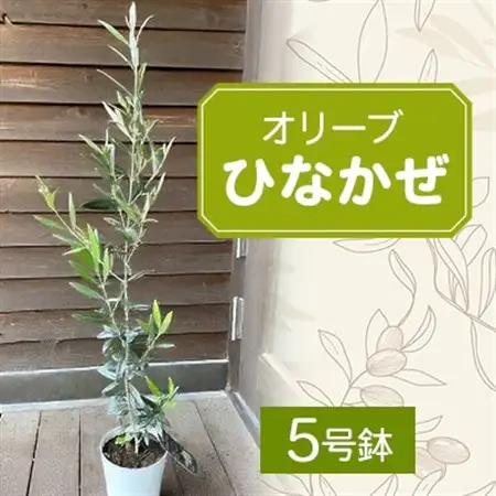 【ジャングルデリバリー】オリーブ「ひなかぜ」(5号鉢)_花・観葉植物 観葉植物・苗木  _【1338072】