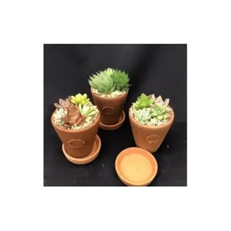 サボテン相談室のオリジナルテラコッタ多肉植物の寄せ植え3点セット(受け皿付き)_花・観葉植物 観葉植物・苗木  _【1338175】