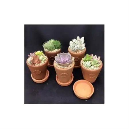 サボテン相談室のオリジナルテラコッタ多肉植物の寄せ植え5点セット(受け皿付き)_花・観葉植物 観葉植物・苗木  _【1338177】