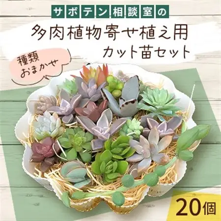 サボテン相談室の多肉植物寄せ植え用カット苗セット(20個)_花・観葉植物 観葉植物・苗木  _【1338178】