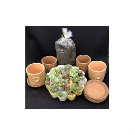 サボテン相談室の多肉植物寄せ植え用カット苗とテラコッタ、用土セット_花・観葉植物 観葉植物・苗木  _【1338185】