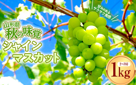 【先行予約 2026年度発送】数量限定 【山形県秋の味覚】シャインマスカット 1kg 2～3房 マスカット ぶどう ブドウ 葡萄 デザート フルーツ 果物 くだもの 果実 食品 山形県 FSY-0803