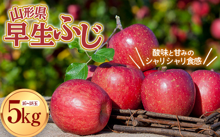 【先行予約 2026年度発送】山形県産 早生ふじ りんご 約5kg リンゴ 林檎 デザート フルーツ 果物 くだもの 果実 食品 山形県 FSY-0804
