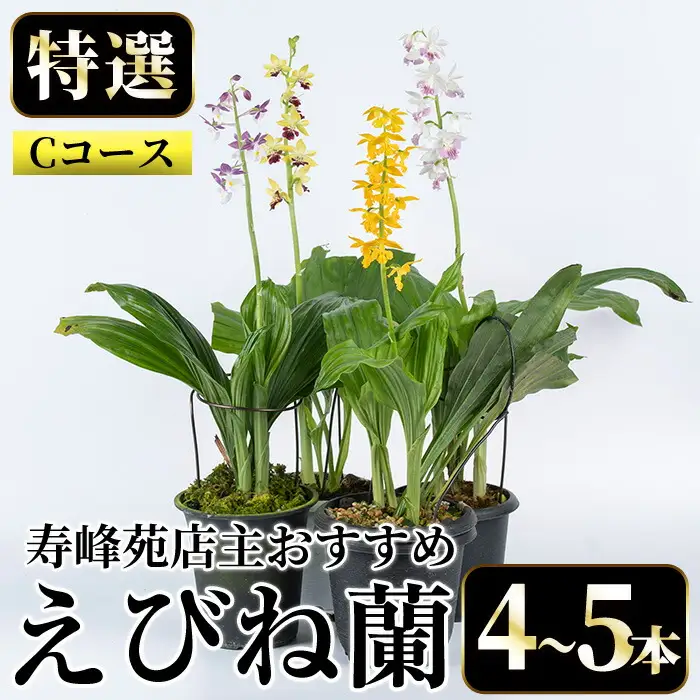 【個数限定】えびね蘭 4本～5本 Cコース 苗 鉢入り【00-045-03】