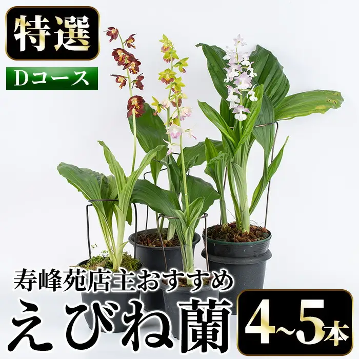 【個数限定】えびね蘭 4本～5本 Dコース 苗 鉢入り【00-045-04】