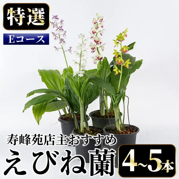 【個数限定】えびね蘭 4本～5本 Eコース 苗 鉢入り【00-045-05】