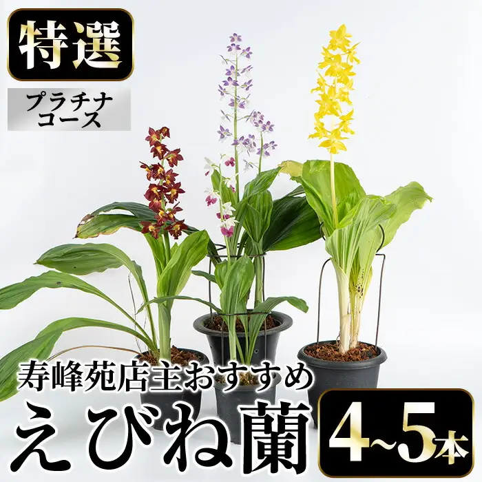 【個数限定】えびね蘭 4本～5本 プラチナコース 苗 鉢入り【00-045-06】