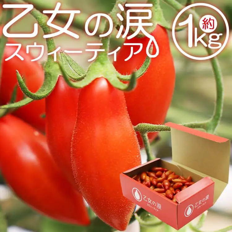 【発送開始】ミニトマト 乙女の涙 スウィーティア 1kg ミニトマト is-0016