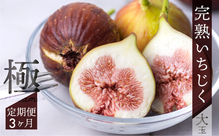 【定期便】《2026年発送》 完熟 いちじく 9～12玉 ［極］大玉 定期便 3カ月